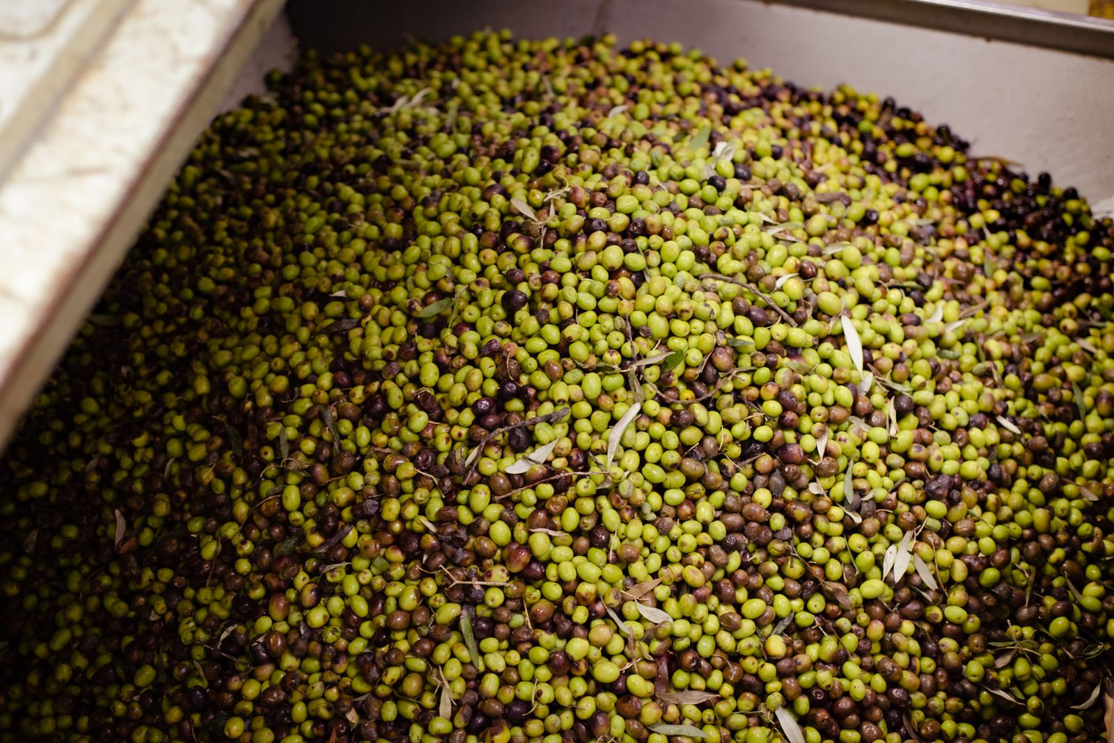 Tolva de recepción de una almazara llena de aceitunas verdes y moradas recién cosechadas
